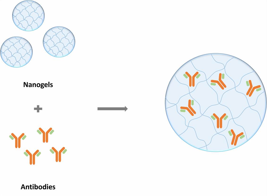 Antibody Nanogel Development