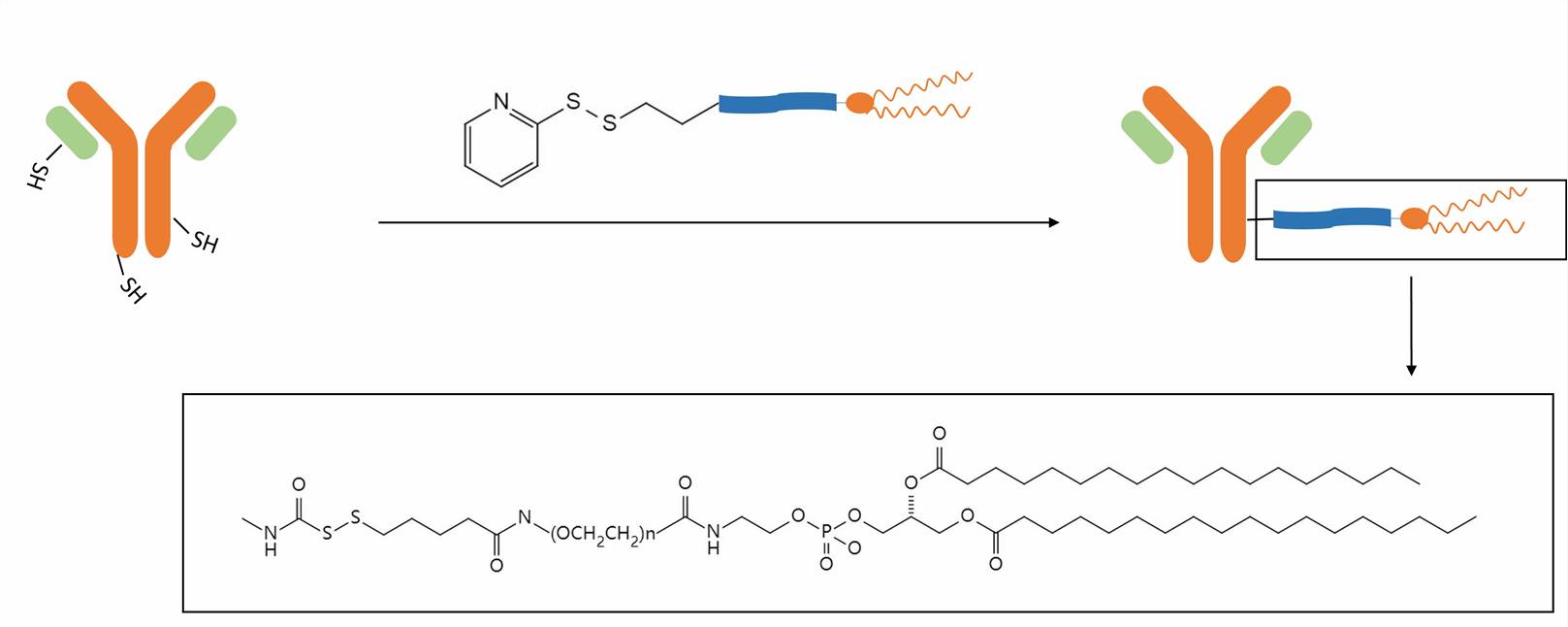 Non-covalent attachment of antibody and liposome - CD Formulation