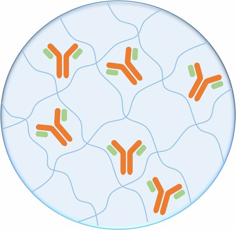 Antibody Nanoparticle Development – CD Formulation