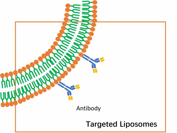Antibody-Modified Delivery Vehicles Development – CD Formulation
