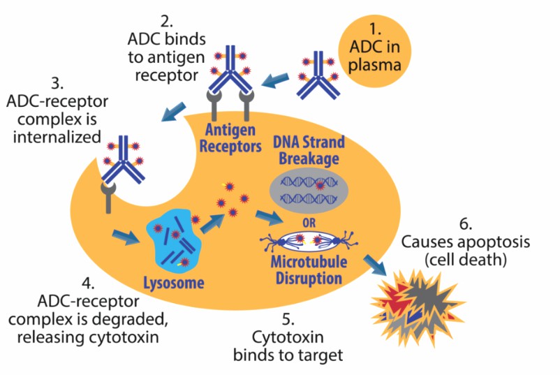 Fig1. Mechanism of action of ADCs