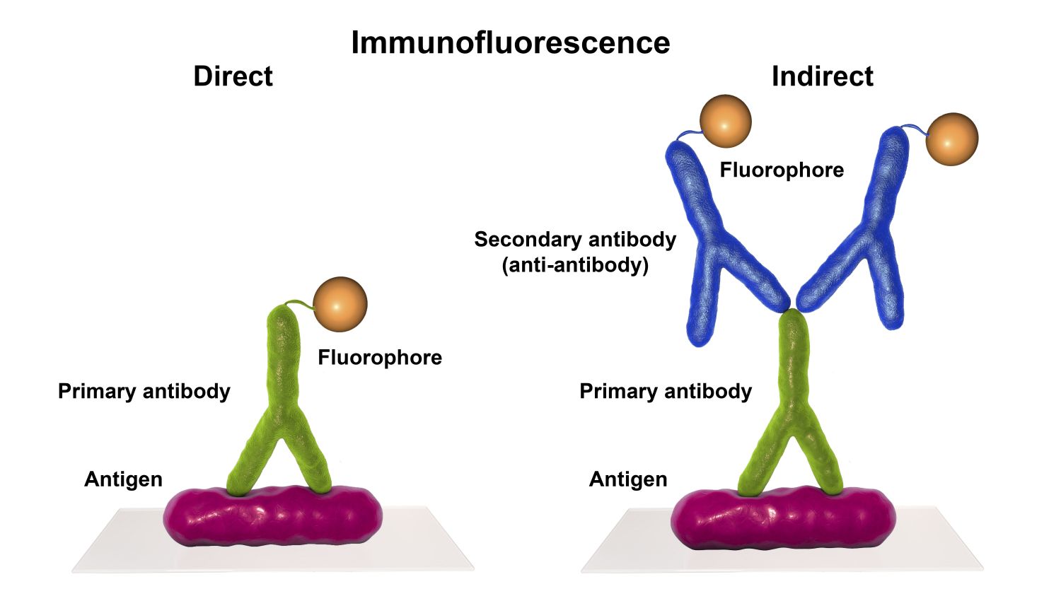 Fig.1 Schematic diagram of Immunofluorescence (IF)