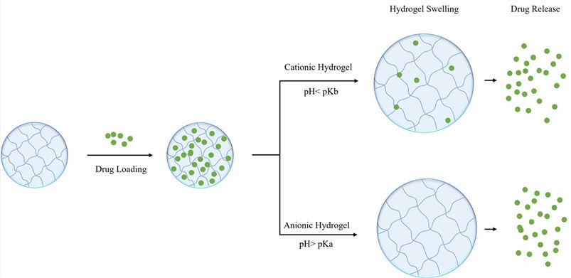 Drug loading and release mechanisms of pH-sensitive hydrogels- CD Formulation