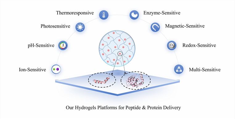 Hydrogels Platforms for Peptide & Protein Delivery – CD Formulation