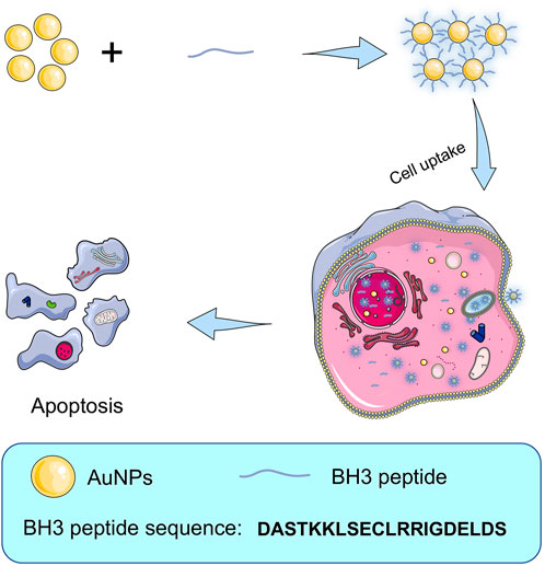 Formation and mechanism of action - BH3 peptide gold nanoparticles (Zhang X.; et al. 2023)