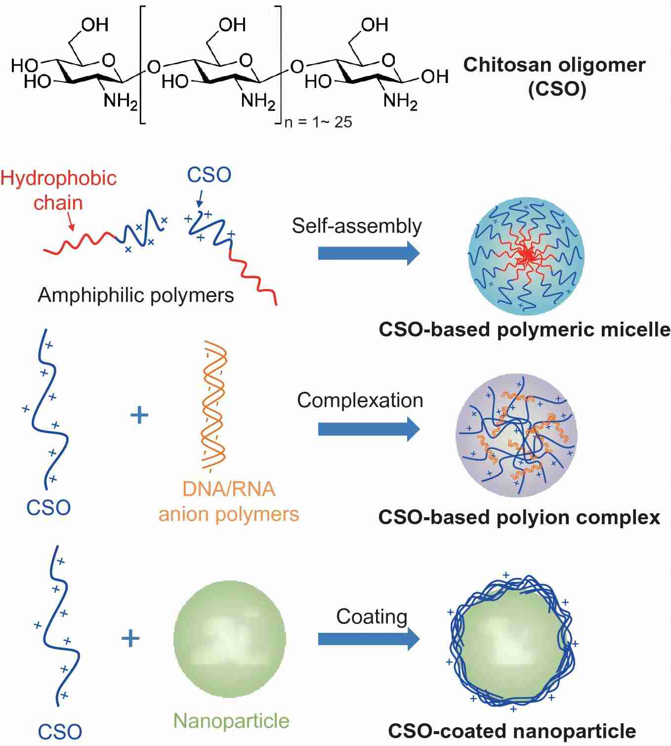 CSO-based nanoparticles for drug delivery (Vong, L.B.; et al. 2022)