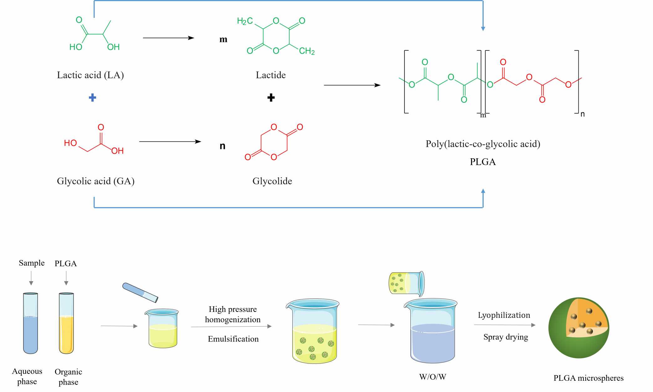 Process of Peptide Loaded PLGA Microsphere Development – CD Formulation