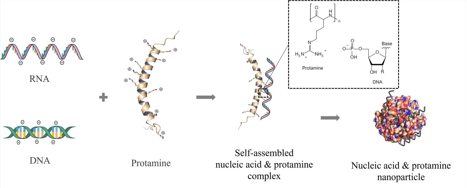 Structure of protamine – CD Formulation