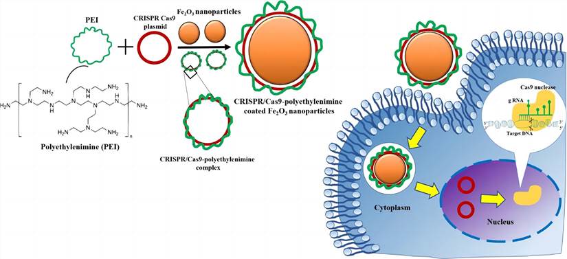 Schematic diagram of MNP synthesis and transfection for CRISPR/Cas9 plasmid delivery