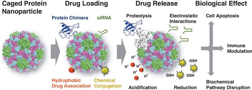 Schematic diagram of drug loading/release and biological effects of caged protein nanoparticles