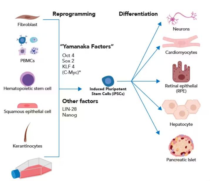 Fig 1: Schematic diagram of iPSCs generation, culture and differentiation