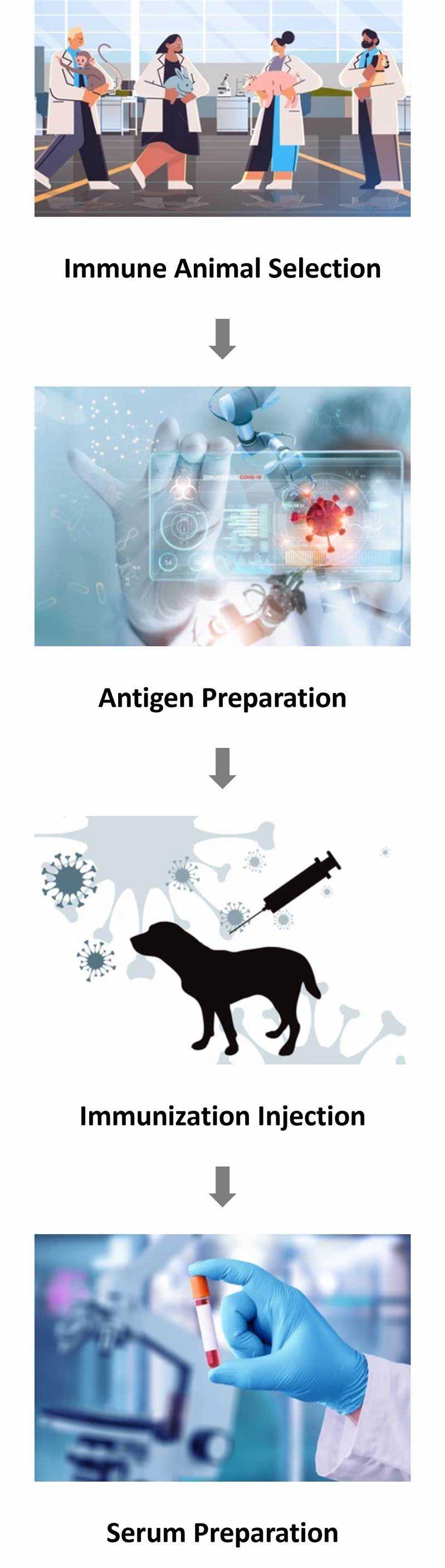 Antiviral Serum Preparation Process at CD Formulation