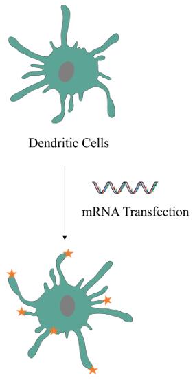 Process for developing dendritic cells to deliver mRNA – CD Formulation