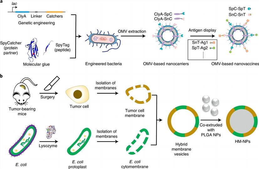 Preparation of nanoparticles based on E. coli cytomembrane