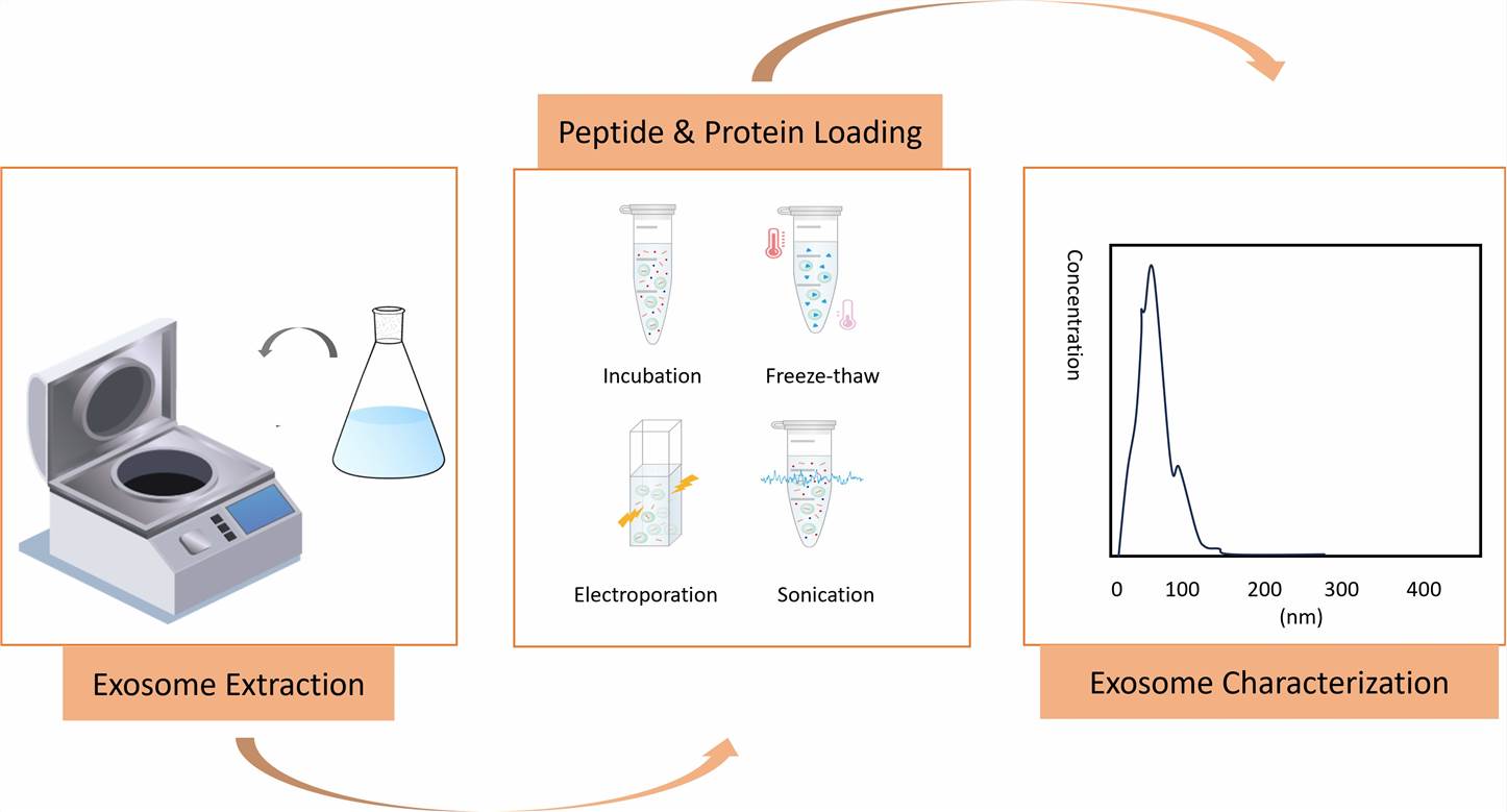 Process of loading peptides and proteins into exosomes - CD formulation