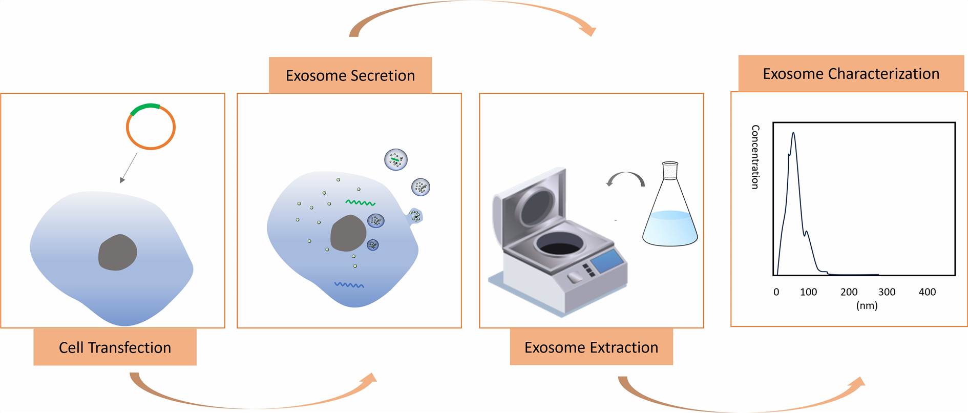 Process of obtaining exosomes loaded with peptides and proteins through cell transfection - CD Formulation