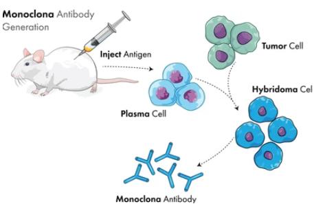 Fig.1 Hybridoma technology of monoclonal antibody production illustration.