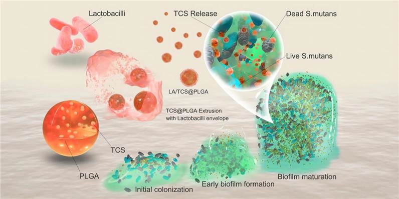 Lactobacillus cell membrane coated PLGA nanoparticles for drug delivery
