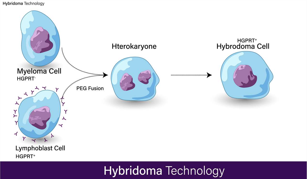 Fig.1 Hybridoma technology. Steps in monoclonal antibody production.