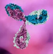 Hybridoma monoclonal antibody technology