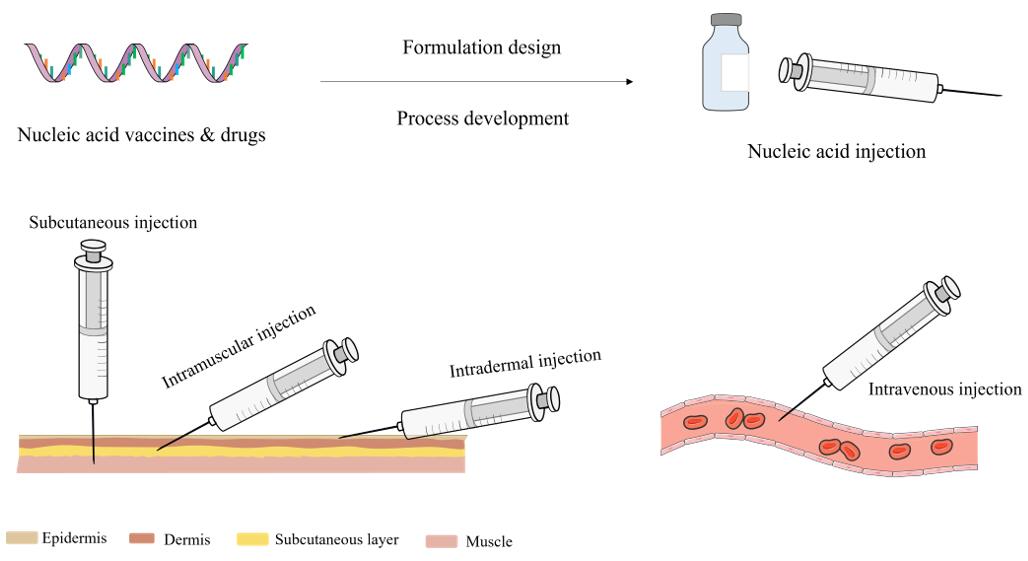 Nucleic Acid Injection Formulation Development – CD Formulation