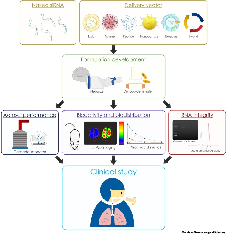 Key Steps in RNA Inhalant Development