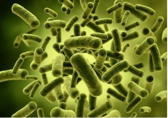 One-stop Solutions for Micro-ecological Probiotic Formulation Development