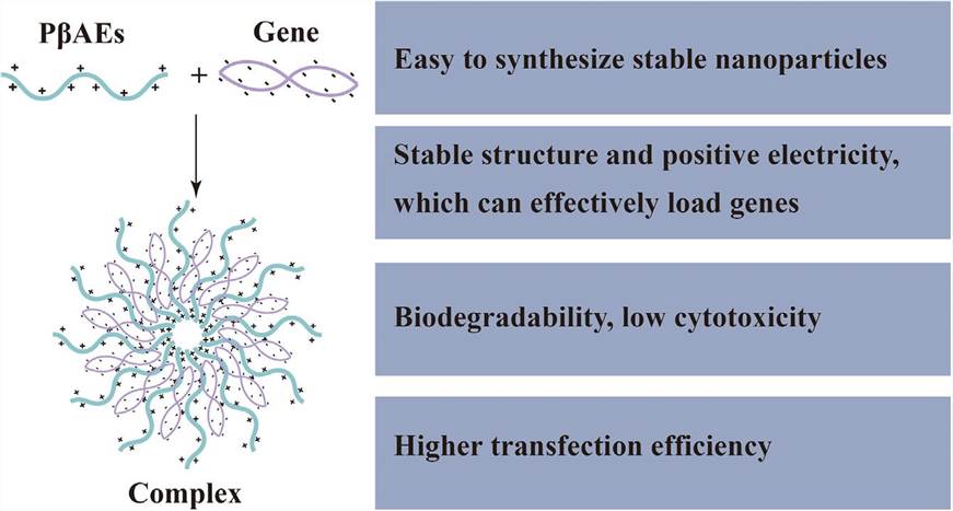 Characteristics of PBAE suitable for nucleic acid delivery