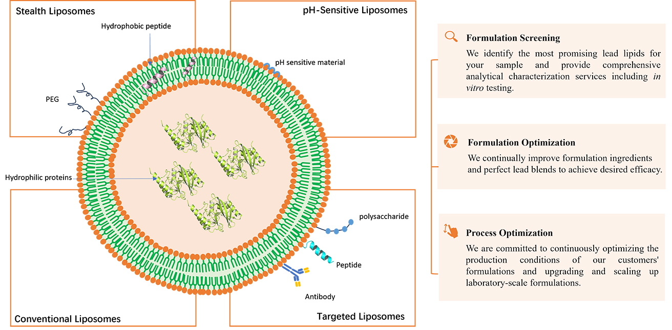 Peptide and Protein Liposome Types of CD Formulation