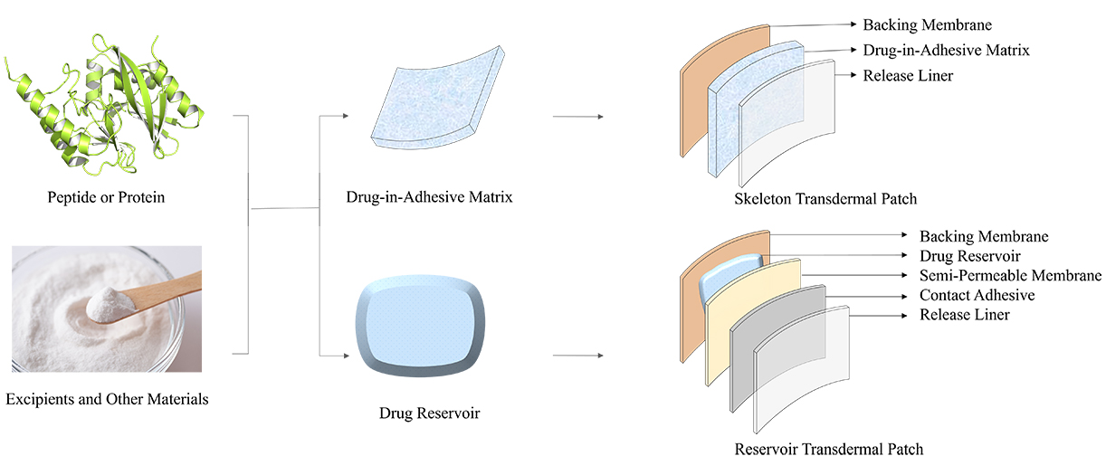 Peptide and Protein Transdermal Patch Development Process at CD Formulation