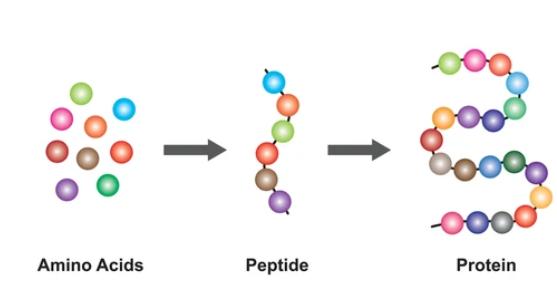 Peptide and Protein Service