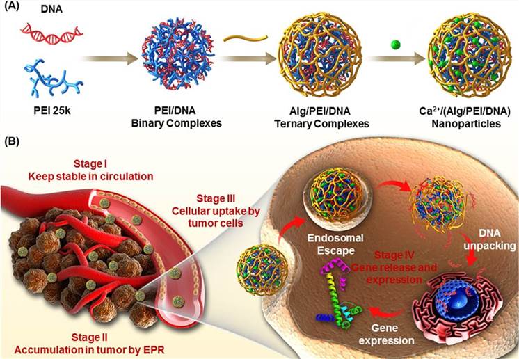 Preparation of Ca2+/(Alg/PEI/DNA) nanoparticles and their process of transferring and releasing DNA at tumor sites