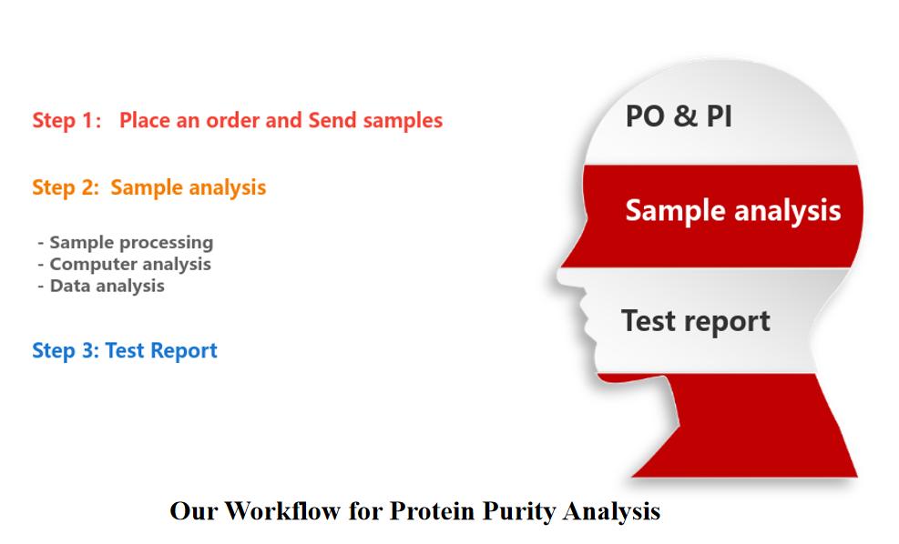 Our Workflow for Protein Purity Analysis
