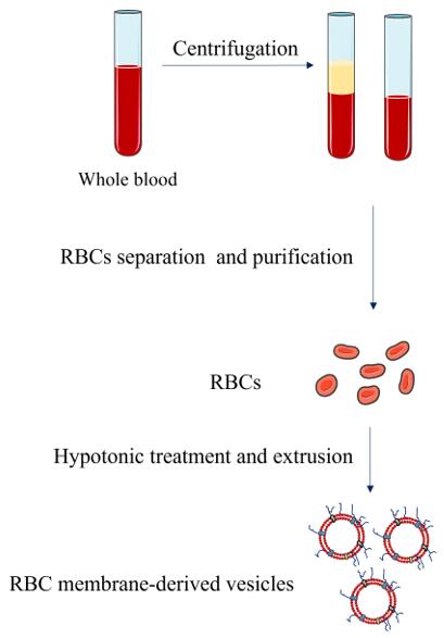 Process of RBC vesicles preparation - CD Formulation