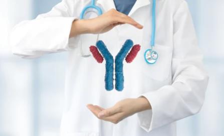 Recombinant Antibody Preparation Services