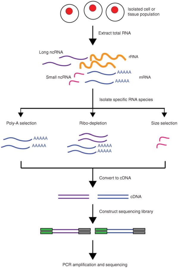 Figure 1- Overview of RNA-Seq.