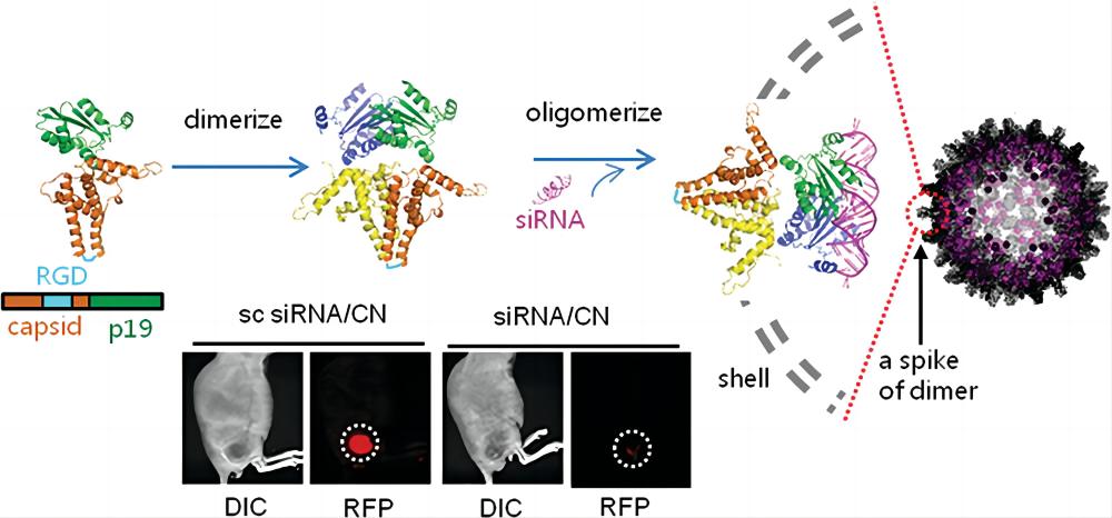 Self-assembly process of VLPs for siRNA delivery