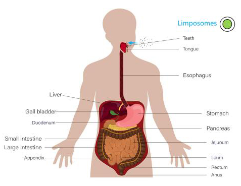 Oral liposome formulation.