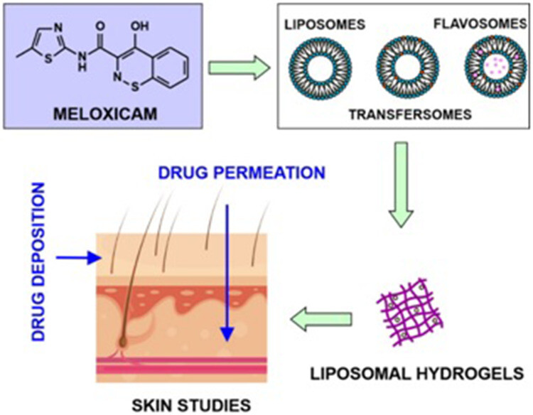 Fig.2 Flow diagram of liposomal hydrogel formulation.