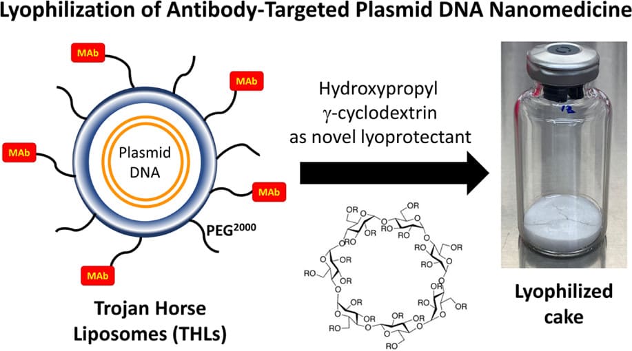 Fig.2 Lyophilization study of Antibody-Targeted Plasmid DNA Nanomedicine. (Hungyen Lee, et al., 2024).