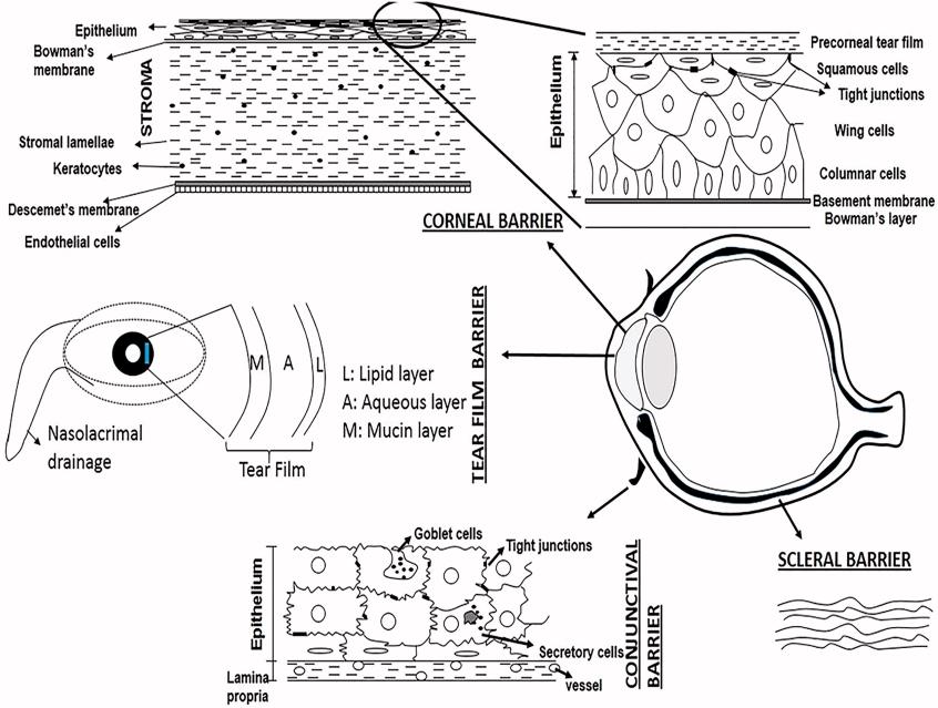 Fig.1 Schematic diagram of the absorption barrier for ocular drug administration.