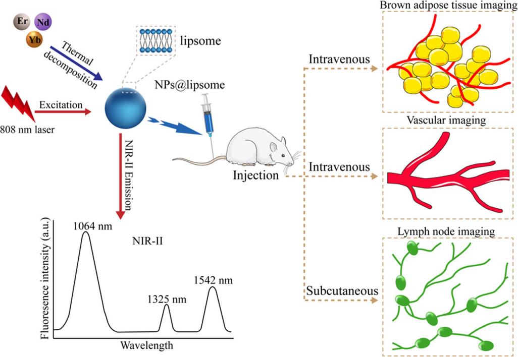 Fig.1 Multifunctional fluorescence imaging in vivo with lanthanide nanoparticle-coated liposomes.