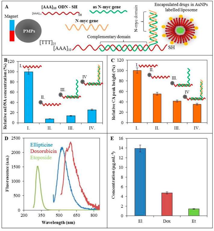 Fig.2 Diagram of AuNPs combined with fluorescently labeled liposomes.