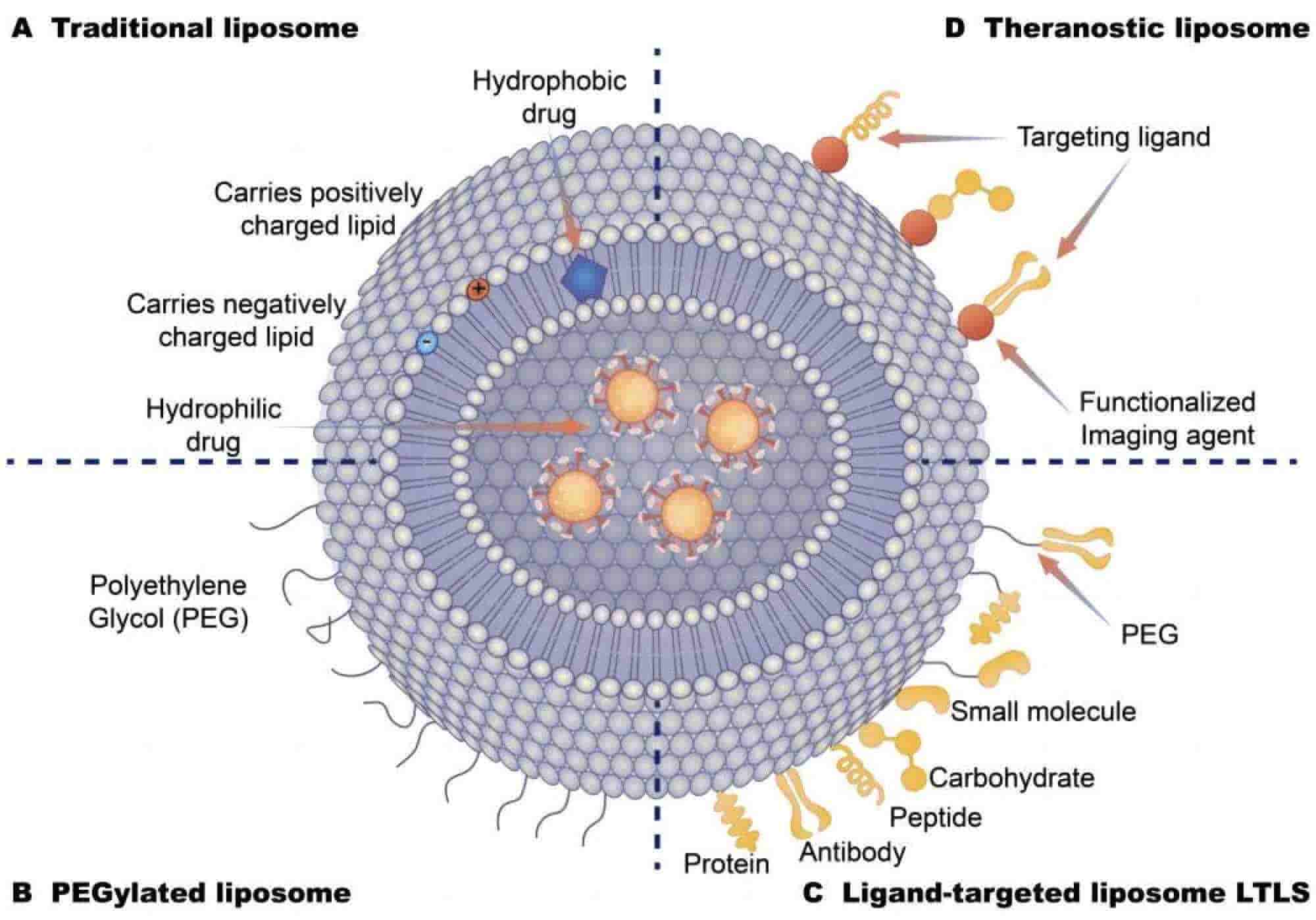 Fig.1 Different types of liposome drug delivery systems.