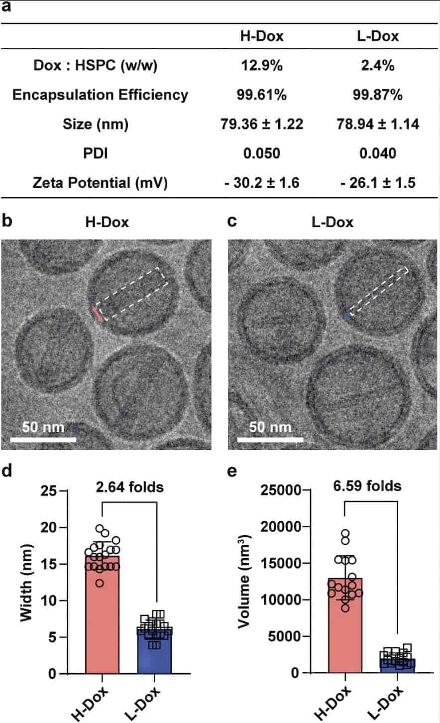 Fig.3 Characterization of H-Dox and L-Dox liposomes. 