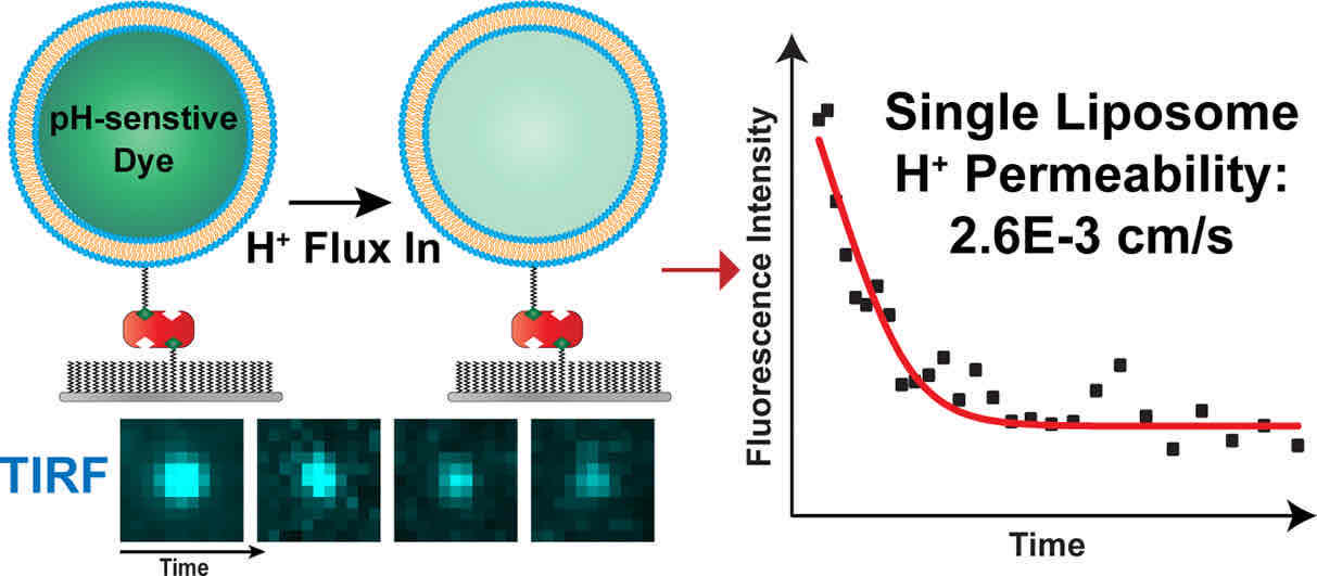 Fig.1 Illustration of proton permeability of liposome membranes.