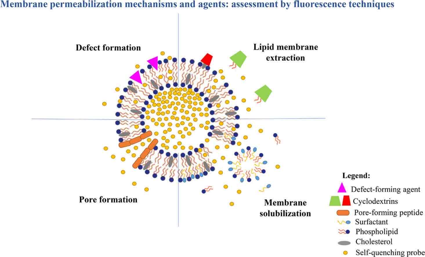 Fig.3 Permeabilization mechanisms assessment by fluorescence techniques.