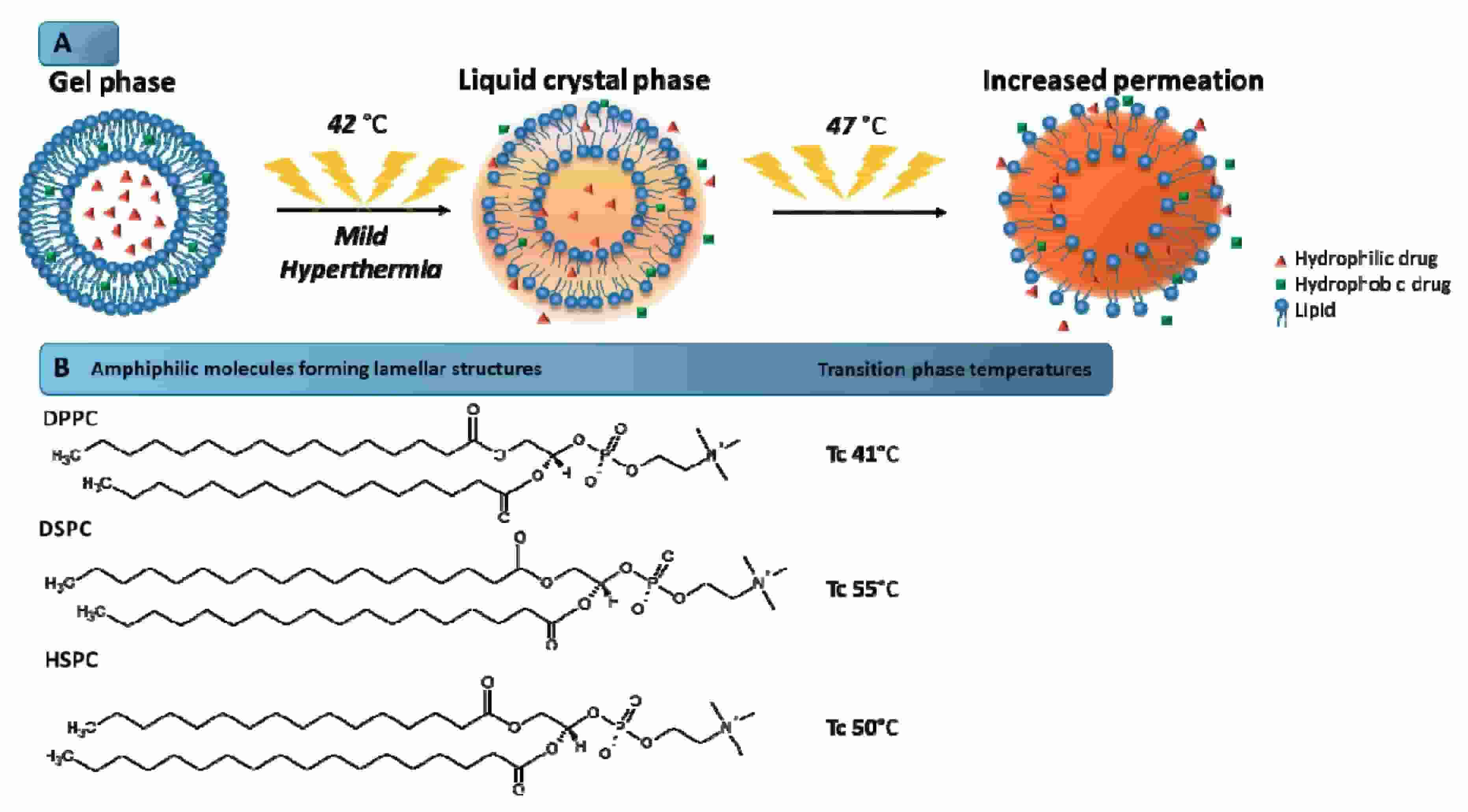 Fig.1 Schematic illustration of the mechanism of phase transition of the liposome bilayer.