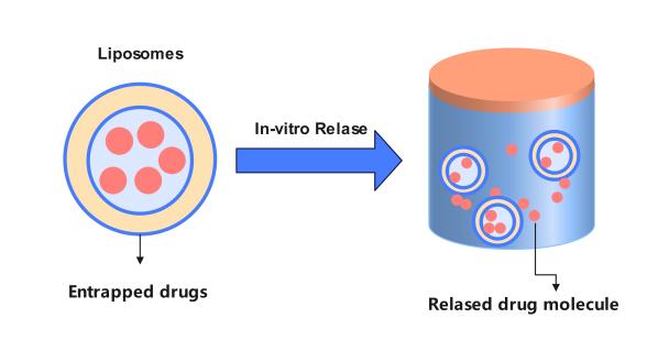 Liposome release process in vitro