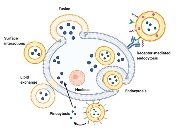 Fig. 1 The mechanisms of liposomes uptake into cells.